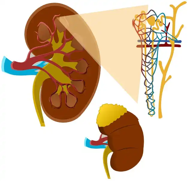 Nephrologie